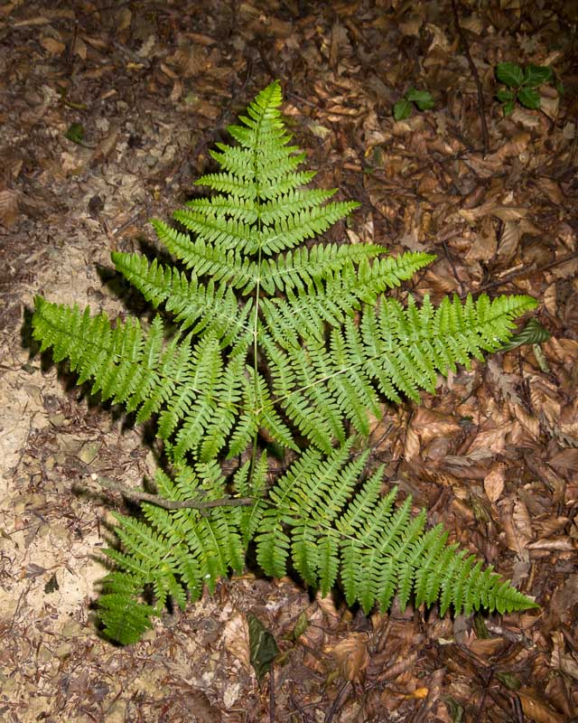 Pteridium aquilinum / Felce aquilina